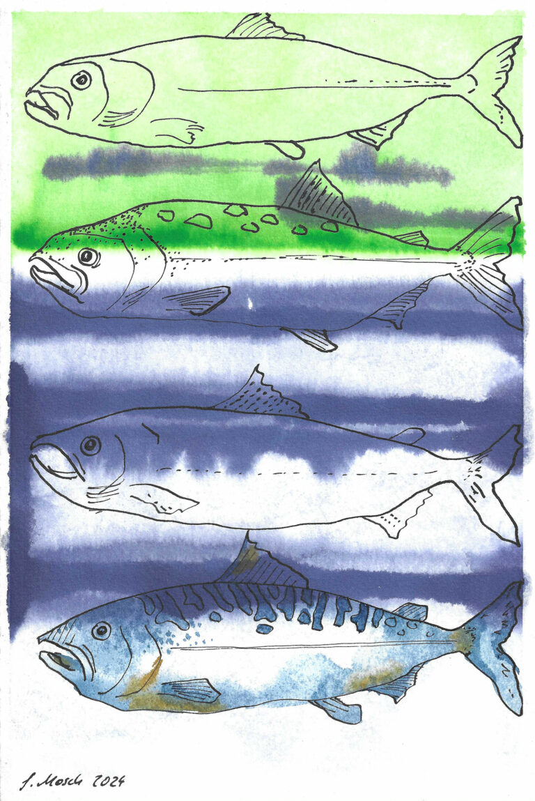 Vier Fische 2