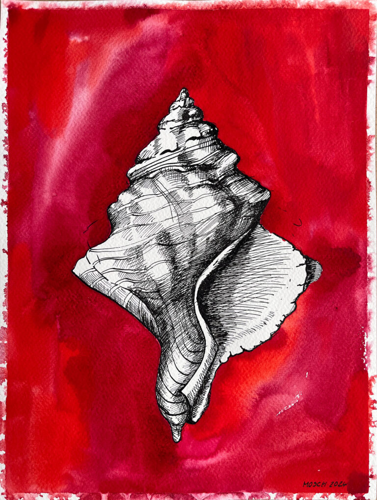 Muschel
