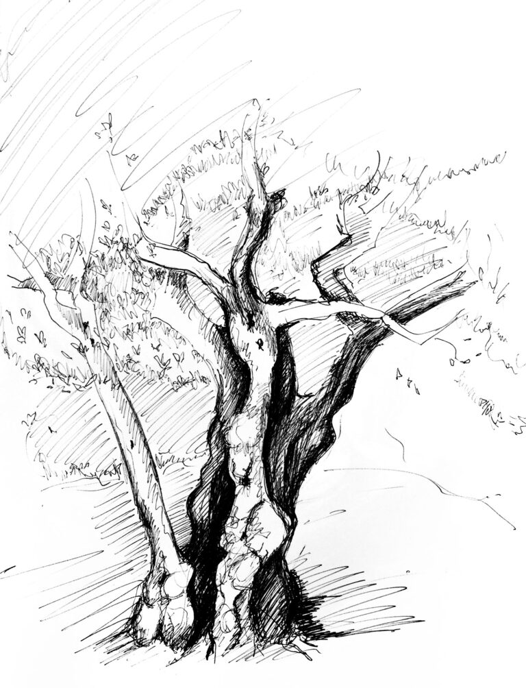 Olivenbaum